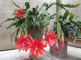 5 Epiphyllum Orange Swirl Orchid Cactus (Epiphyllum) 5" Fresh cuttings Orchids