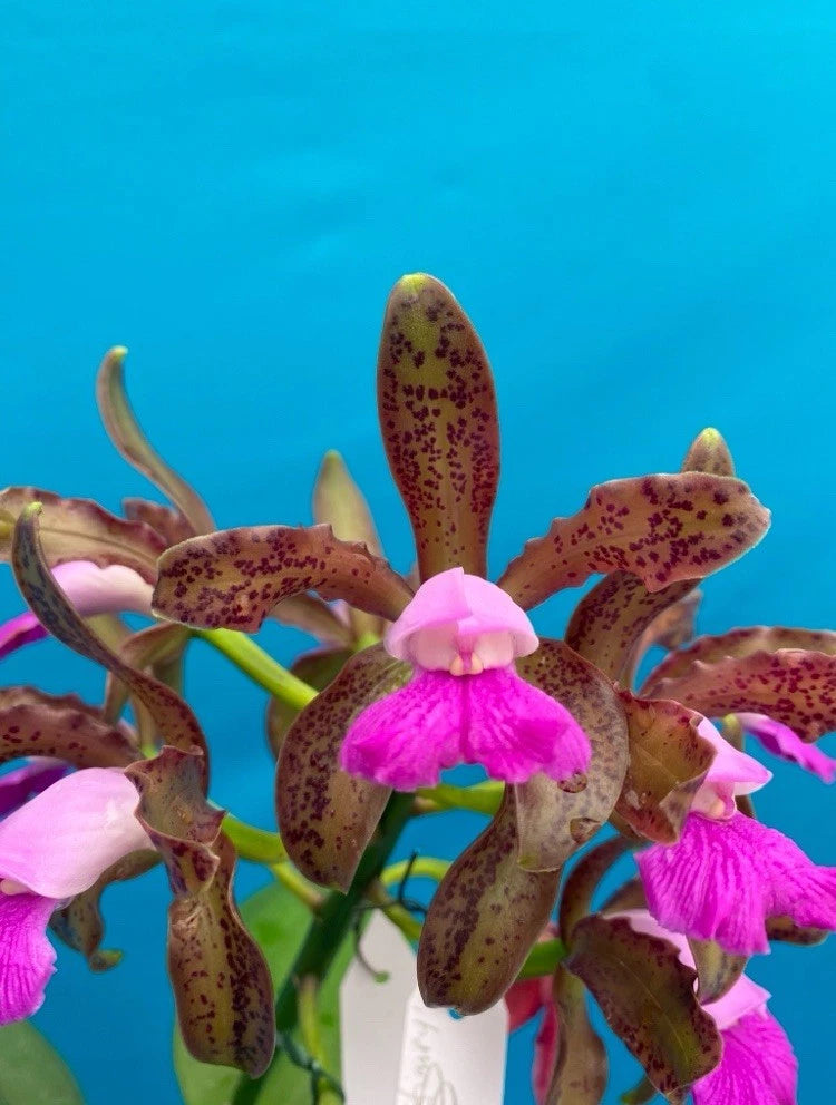 Speckled orchid plant with long stems and bright pink flowers