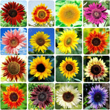 1000+ Sunflower Seeds Bulk, 15 Variety Mix Non-GMO Heirloom Flower Seeds Pack Sunflower