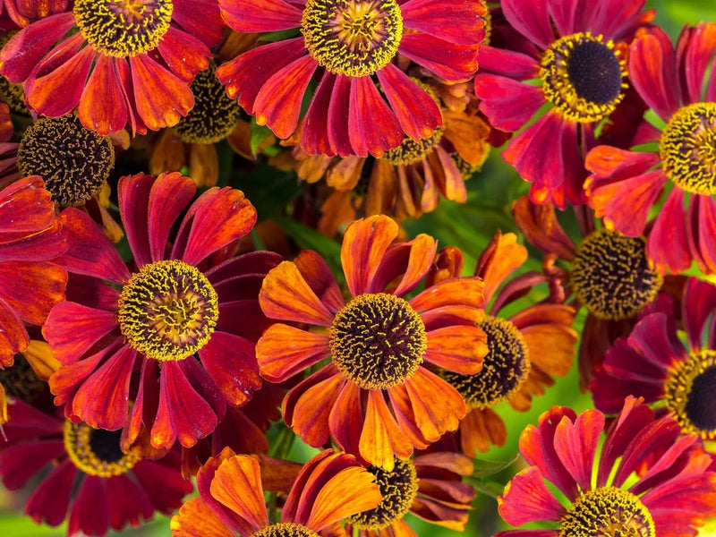 100 HELENIUM ' AUTUMN LEAVES ' Mix Helenium Autumnale Sneezeweed Mixed Colors Fl Daisies