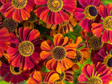 100 HELENIUM ' AUTUMN LEAVES ' Mix Helenium Autumnale Sneezeweed Mixed Colors Fl Daisies