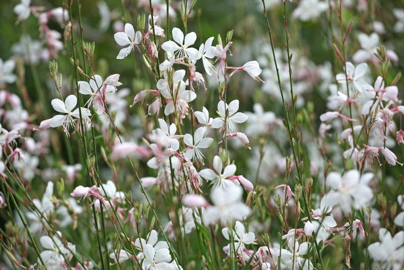 100 White GAURA WHIRLING BUTTERFLIES Gaura Lindheimeri Flower Seeds Flowering Plants