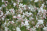 100 White GAURA WHIRLING BUTTERFLIES Gaura Lindheimeri Flower Seeds Flowering Plants