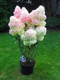 12+3free fresh unrooted cuttings stunning Vanilla Strawberry Hydrangea bush tree Hydrangea