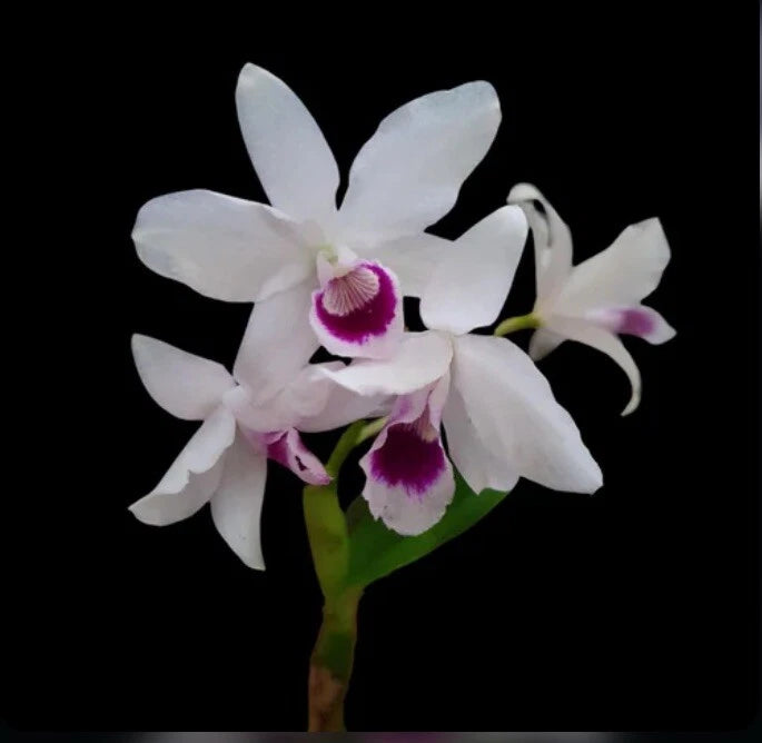 White orchid with purple centers on green stem, potted plant