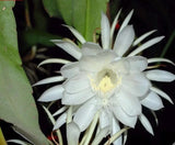 4 x 6" Long Cuttings Epiphyllum Oxypetalum (Queen of the Night, Orchid Cactus) Orchids