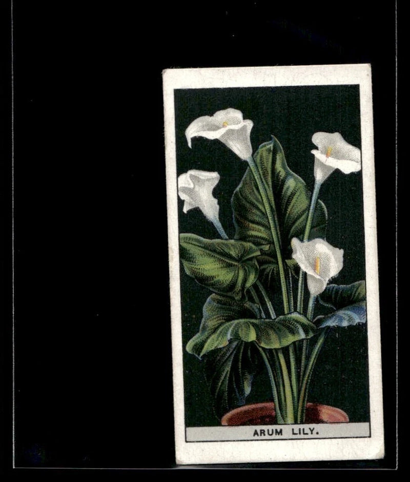 Arum lily floral print card in a dark frame, red pot at bottom