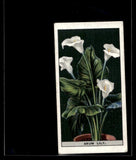 1925 Imperial Tobacco Flower Culture in Pots Arum lily #4 Printed in England Lily