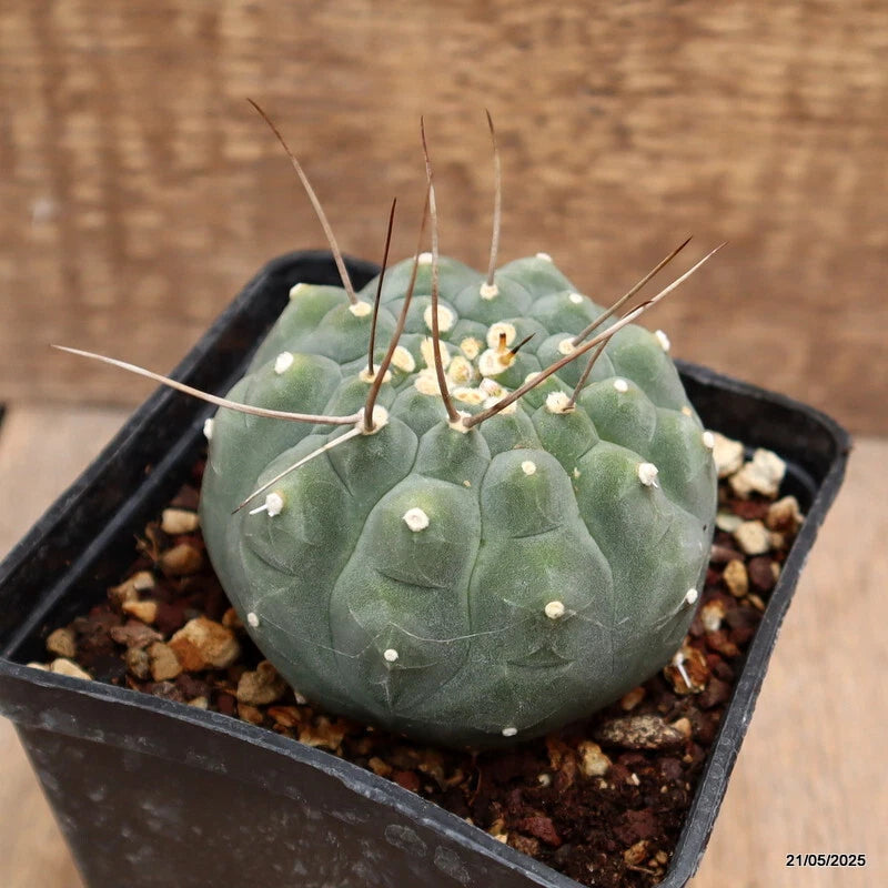 D4240 MATUCANA MADISONIORUM pot10-H7-W8 cm MaMa Cactus Green Plant