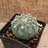 D4240 MATUCANA MADISONIORUM pot10-H7-W8 cm MaMa Cactus Green Plant