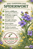 100 Prairie Spiderwort Seeds, Tradescantia occidentalis, Native Wildflower Garden Plants