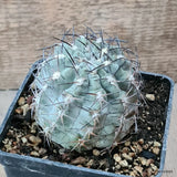 D6981 ACANTHOCALYCIUM GLAUCUM pot10-H7-W7 cm MaMa Cactus Green Plant