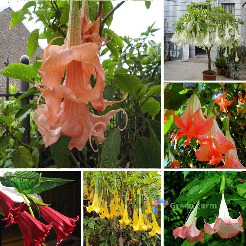 30 Seeds Mixed Brugmansia Angel's Trumpets Unusual Ornamental Garden Plants Flowering Plants
