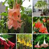 30 Seeds Mixed Brugmansia Angel's Trumpets Unusual Ornamental Garden Plants Flowering Plants