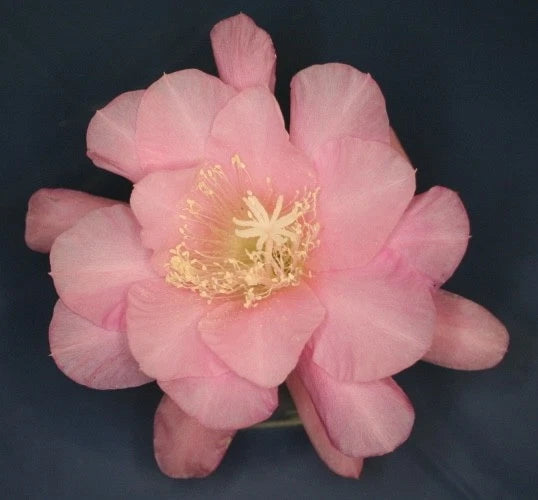 Pink orchid cactus flower with ruffled petals and yellow center