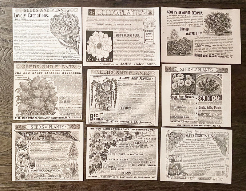 Carnation,Water Lily,Passion Flower Seed Garden Companies c1890s Print Ad Lot 9! Carnation