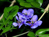 RARE LIGNUM VITAE GUAIACUM SANCTUM @ Exotic lathe hard wood bonsai seed 10 seeds Orchids