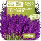 2000 English Lavender Seeds for Planting Outdoor & Indoor (Lavandula angustif... Flowering Plants