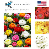 French Peony Mixed Ranunculus Bulbs 12 Large Corms Vibrant Multicolor Blooms Ranunculus