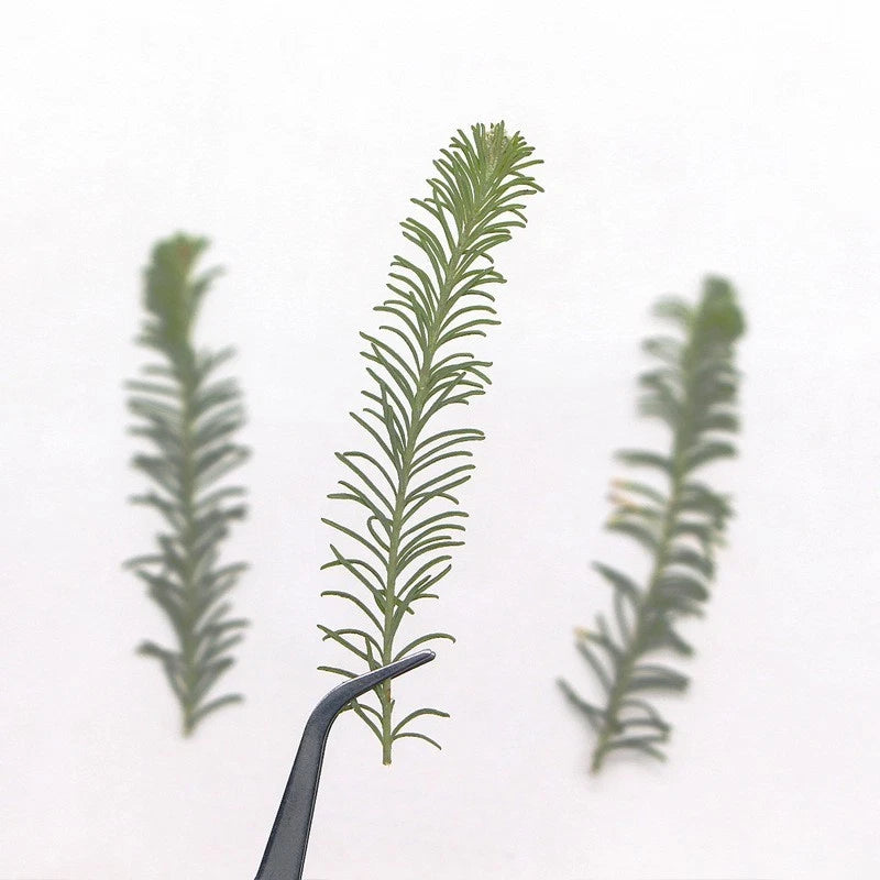 Pressed dried leaf stem frond, dark green for DIY art and candle making