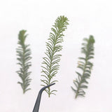 12PCS Real Pressed Dried leaf, leaves with stem for art, candle DIY FSS96 Dried Flower