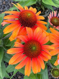 200+ Sunburst Coneflower Daisy Seeds for Garden Planting - USA - FREE SHIPPING! Garden Plants