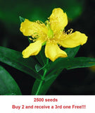 2500 GREAT ST. JOHNS WORT seeds Hypericum Yellow Herb Perennial    approx. Green Plant