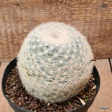 D6457 MAMMILLARIA CANDIDA pot14-H10-W11 cm MaMa Cactus Green Plant