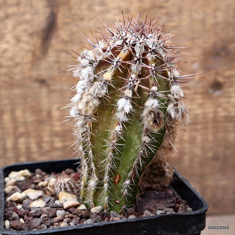 Green Echinopsis cactus in black pot with white spines and dry rock mix
