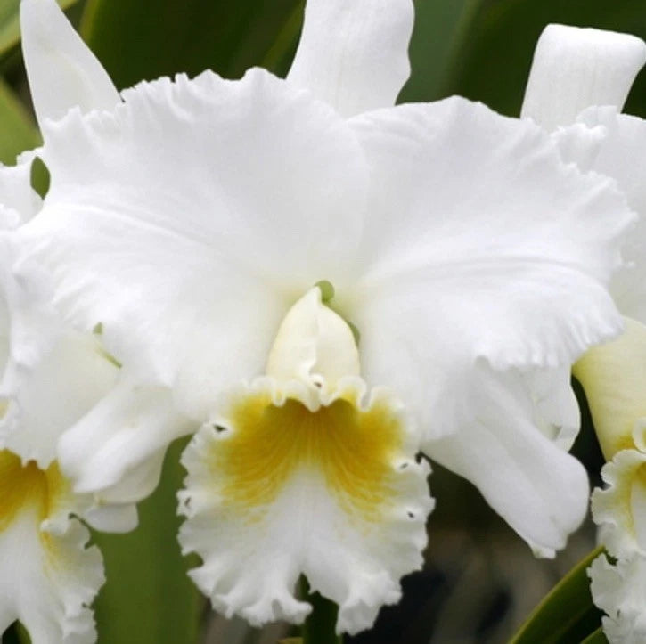 White orchid blooms with yellow centers, close-up