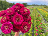 100+ Benary Giant Wine Zinnia Seeds for Garden Planting - USA - FREE SHIPPING! Garden Plants