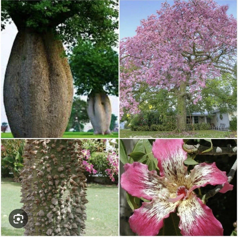 Pink silk floss tree trunk with textured bark and thick base