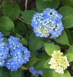 Multi-Color Flowering Bigleaf Hydrangea 30 - 36  inches  tall Qty-1  $54.00 each Hydrangea