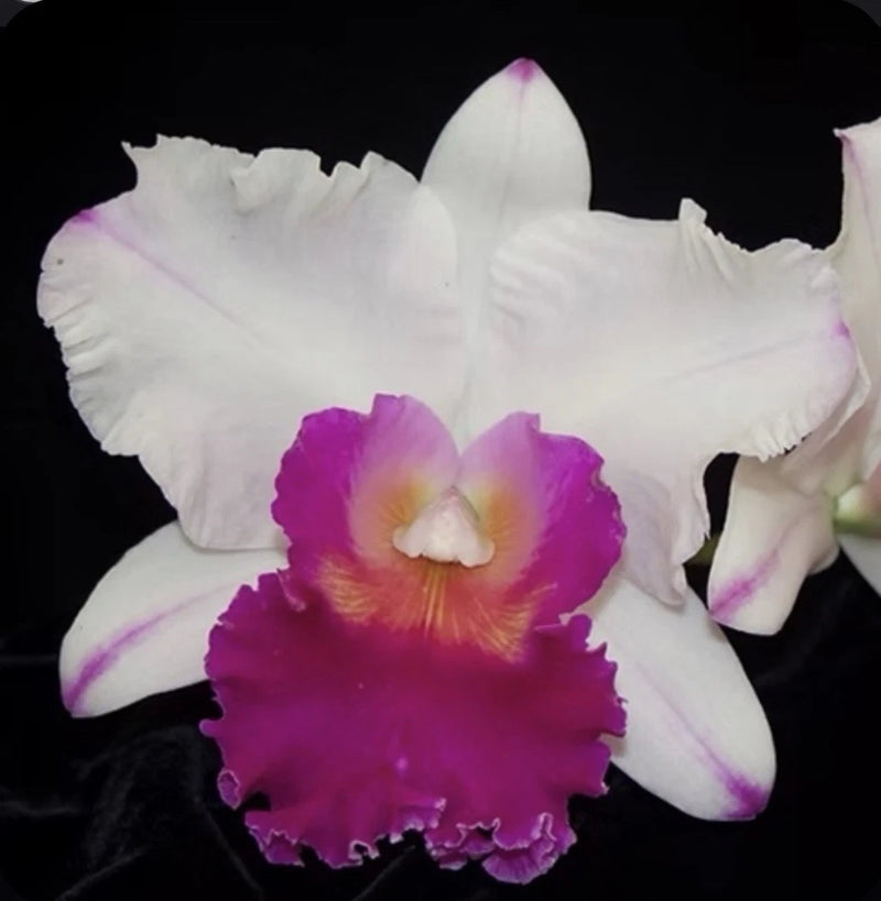 Orchid flower with white petals and vivid purple center, ruffled lip