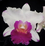 Cattleya Melody Fair ÔCarolÕ X Rlc Man Irene Wallis ÔHawaiiÕ Orchid Hybrid 4Ó Pt Orchids