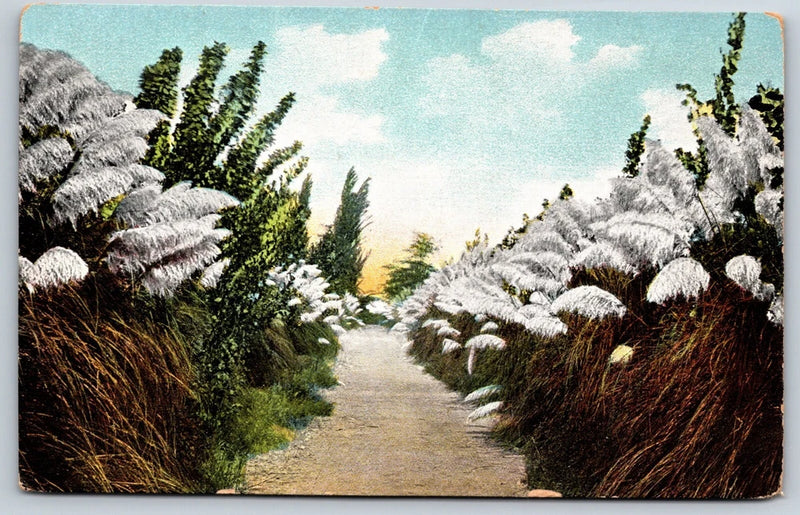 Vintage Fresno California Kearney Ave Pampas Grass Divided Back Postcard D9 Pampas Grass