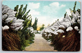 Vintage Fresno California Kearney Ave Pampas Grass Divided Back Postcard D9 Pampas Grass