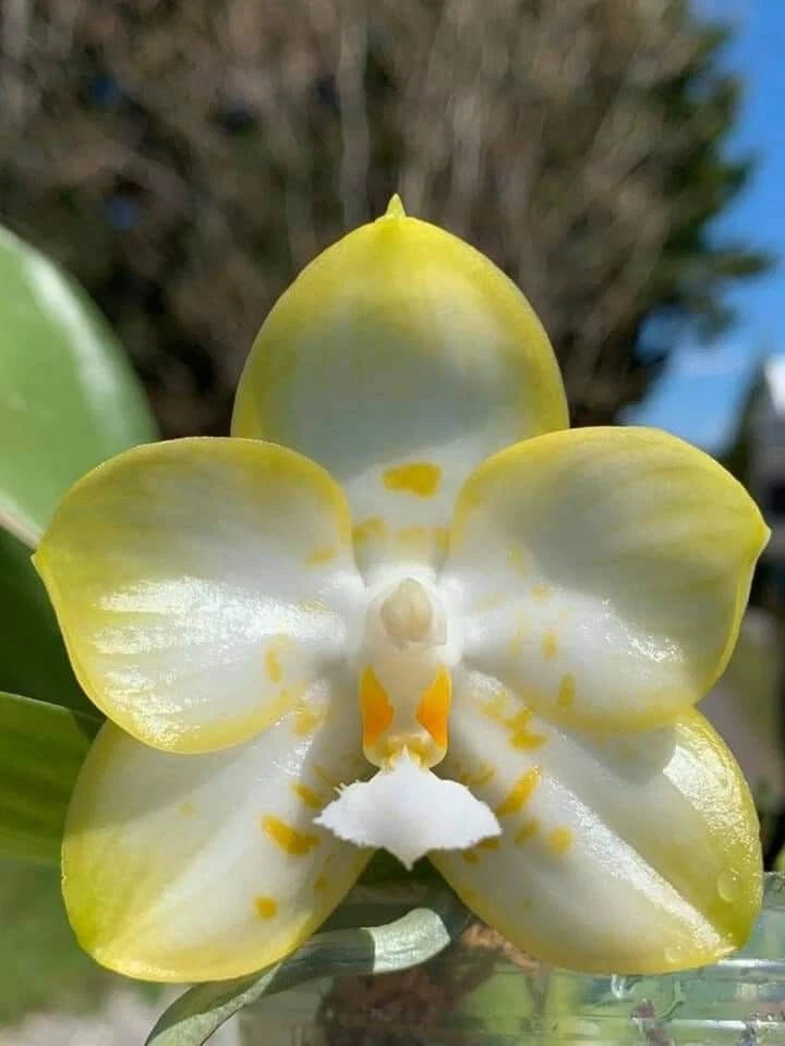 Yellow-and-white orchid flower with speckled center and open petals