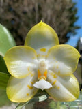 Orchid Phalaenopsis Yaphon Love Song 'Blue Ridge Pearl' Fragrant Plant Is In Pot,collectibles8899  100% positive (3.9K) Orchids