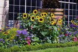 50 HOPI Black Dye SUNFLOWER Helianthus Annuus Flower Seeds Sunflower