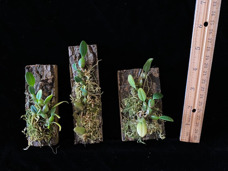 Set of mounted orchid divisions on bark squares with green leaves, moss, and roots