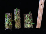 Established 7-10 bulb divisions of Bulbophyllum woelfliae, not in spike Orchids