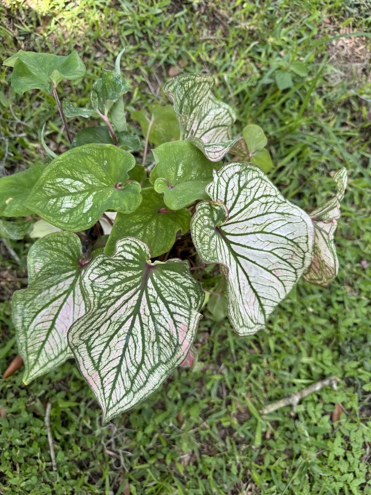 Caladium plants with white and green veined leaves, outdoors