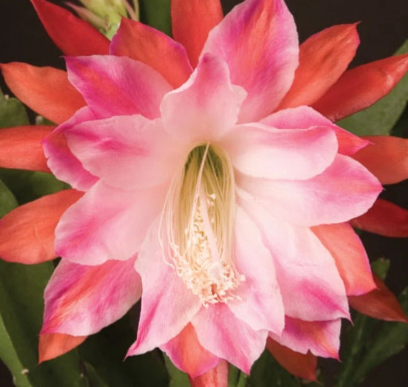"Over The Top" Epiphyllum Orchid Cactus FRESH Cutting Starter Unrooted Orchids