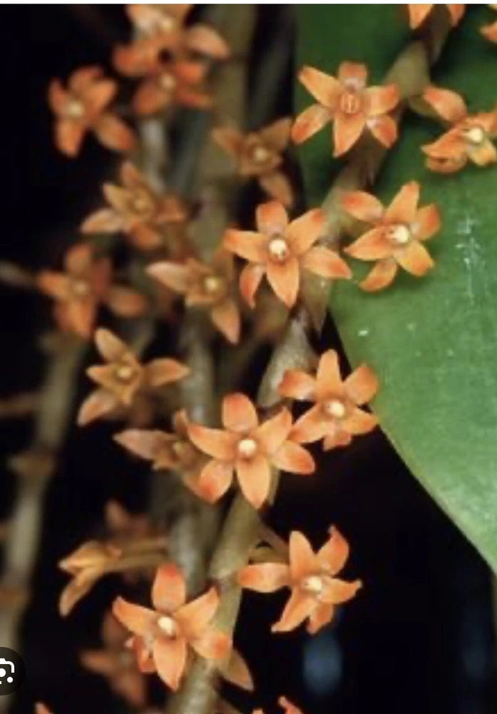 Miniature Species - Diaphananthe hilderbrandtii Orchids