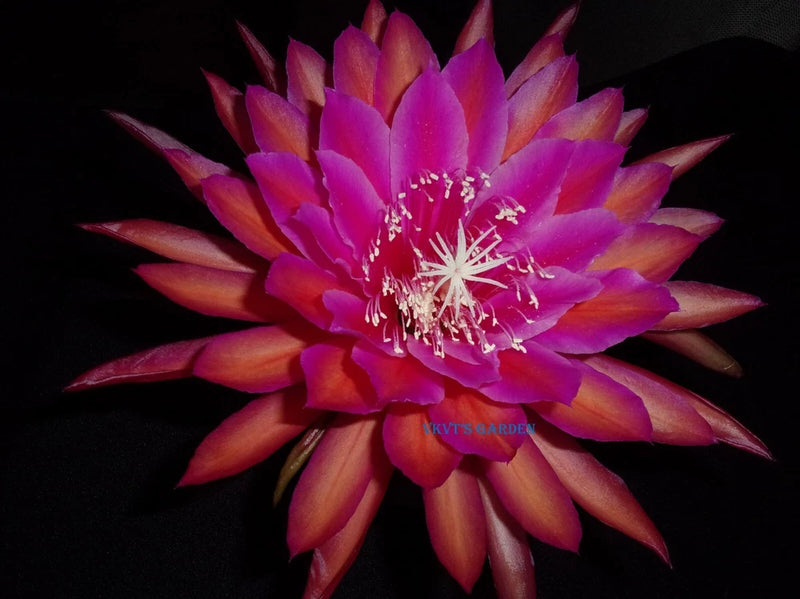 Epiphyllum cutting orchid flower with purple-pink petals and magenta center stamens