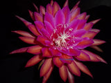 Epiphyllum " KIWI FILMSTAR " Cutting Orchids