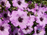 25+ Ballerina Geranium Seeds for Garden Planting - USA - FREE SHIPPING! Garden Plants