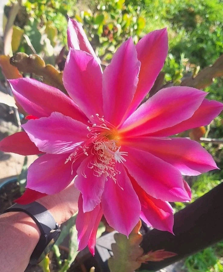 Fuchsia epiphyllum orchid cactus cutting with large five+ petal bloom flower