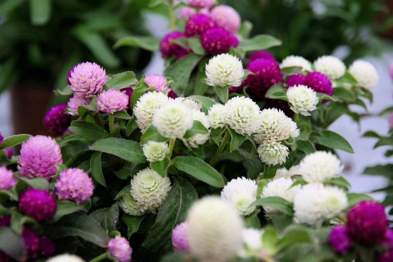 50 GLOBE AMARANTH MIX Gomphrena Globosa Mixed Colors Amaranthus Flower Seeds Flowering Plants